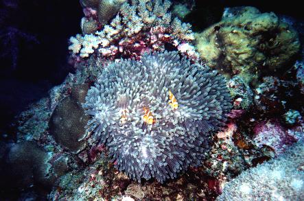 Anemone mit Clownfischen