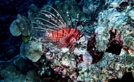 Rotfeuerfisch