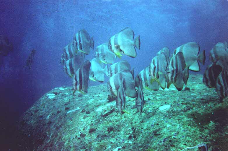 Fledermausfische