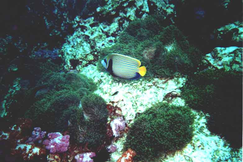 Kaiserfisch