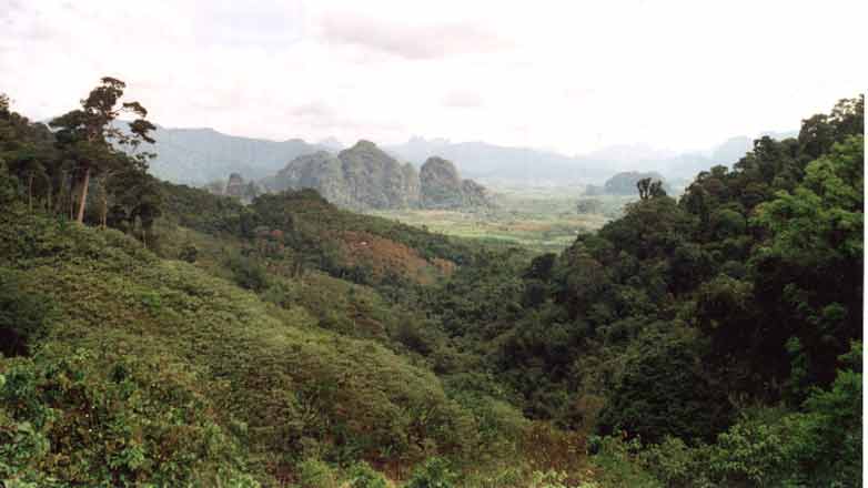 Regenwald im Khao Sok National Park