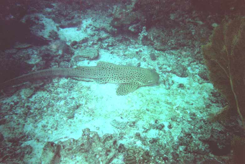 Leoparden-Hai