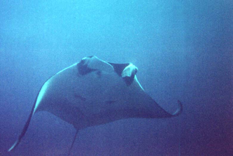 Manta vor Ko Tachai